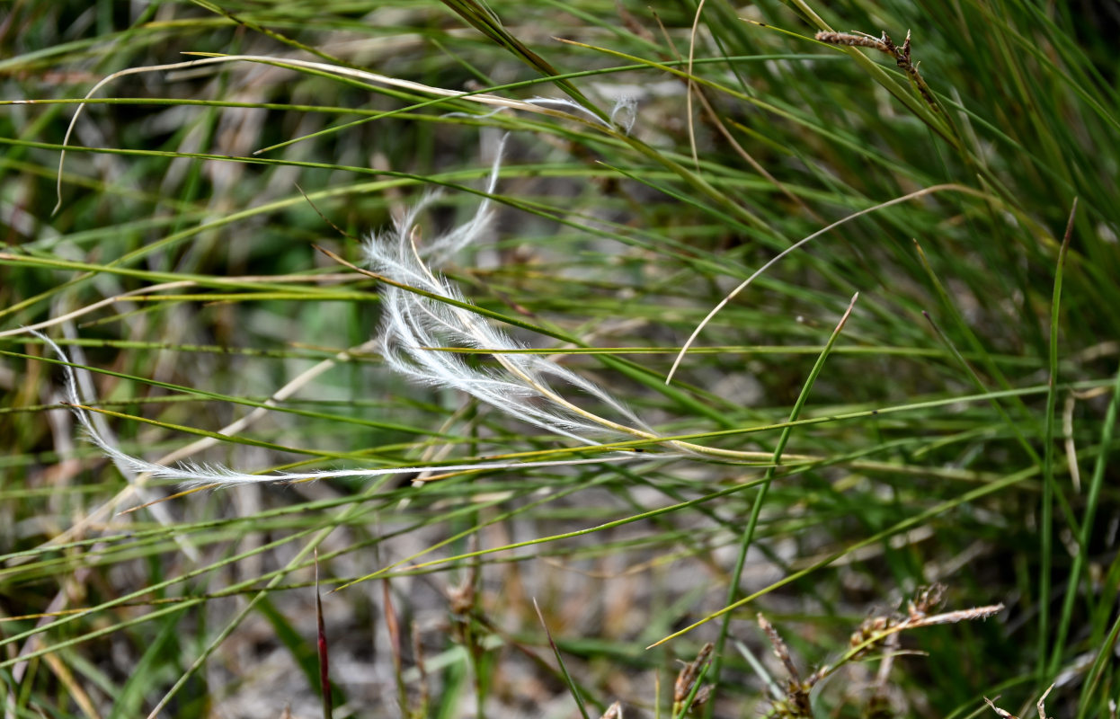 Изображение особи род Stipa.