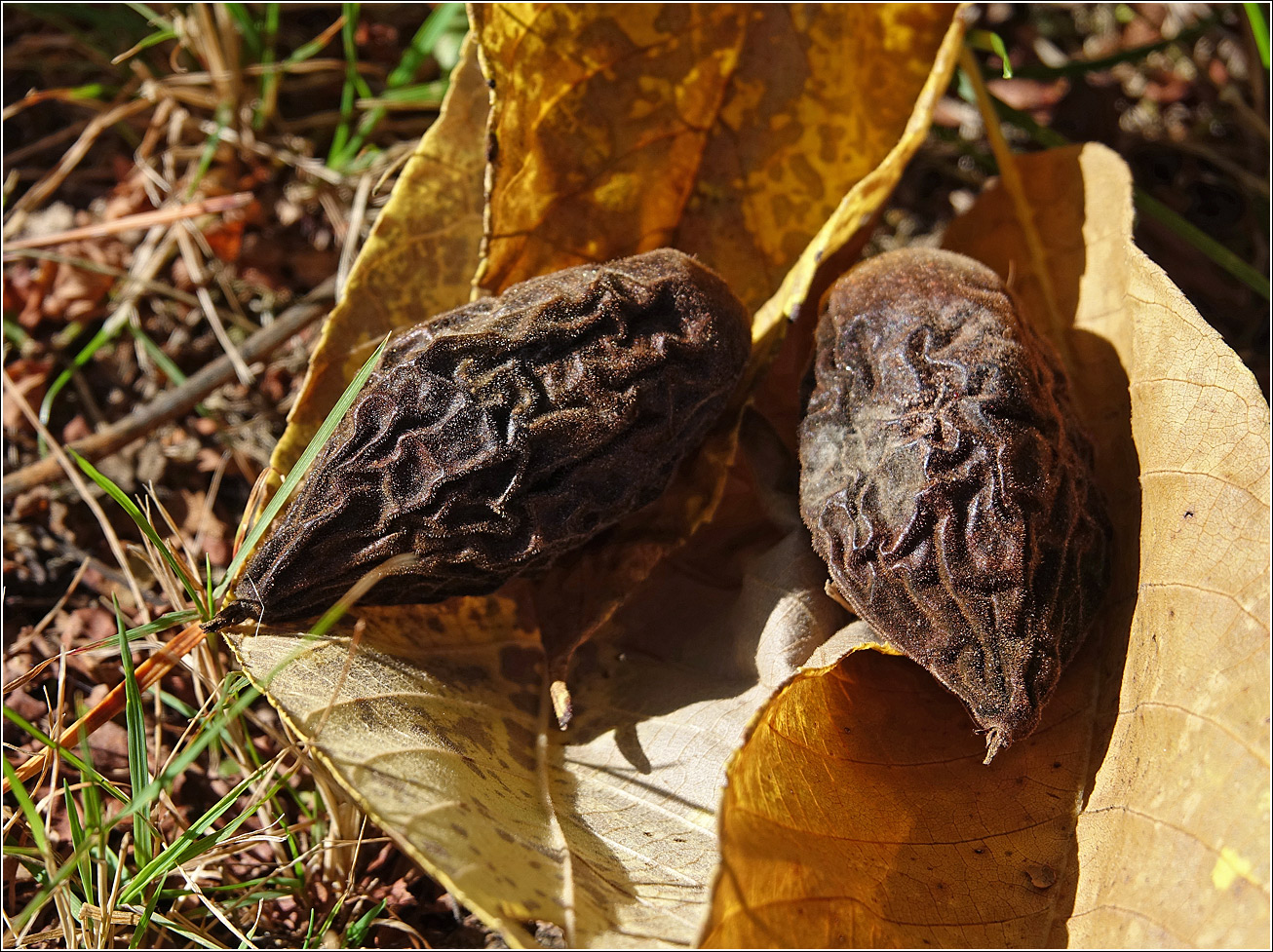 Изображение особи Juglans mandshurica.