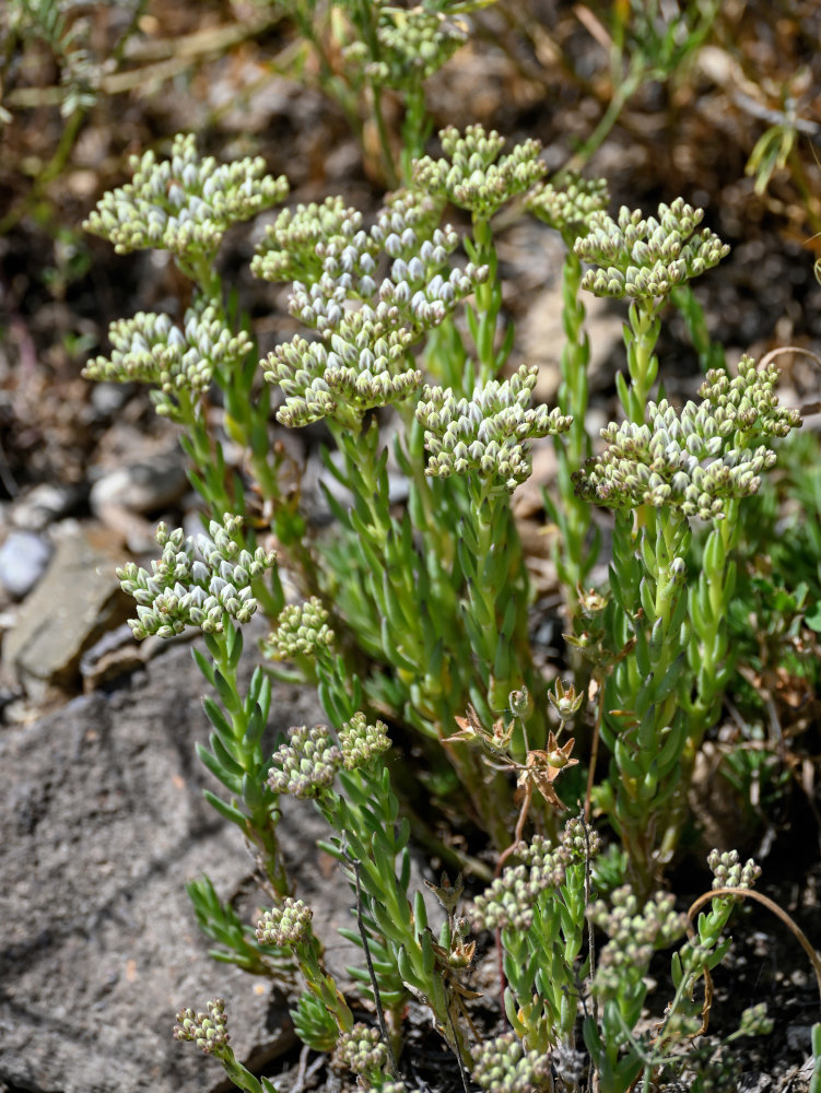 Image of Sedum subulatum specimen.