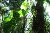 genus Anthurium