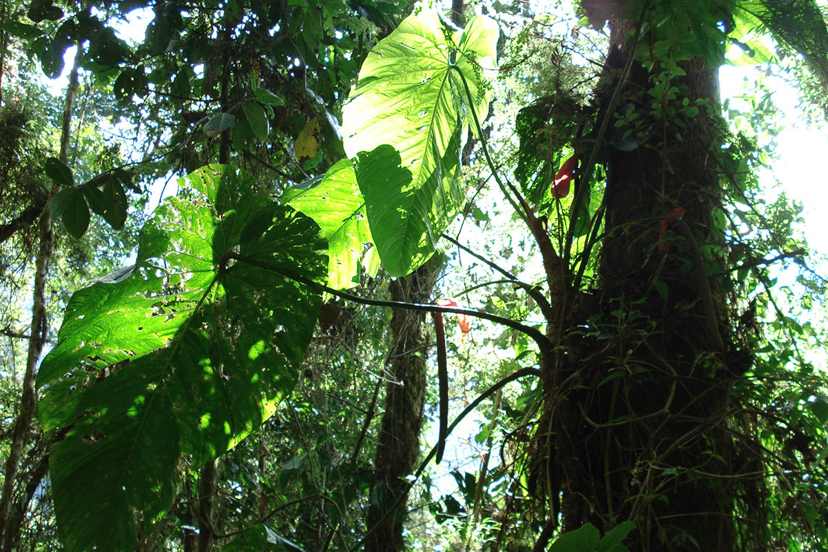 Image of genus Anthurium specimen.