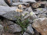 Erigeron uniflorus