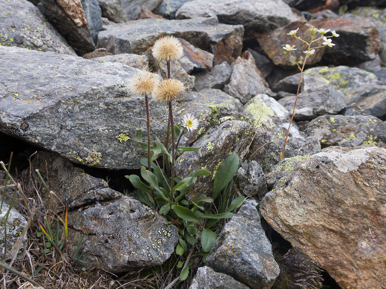 Изображение особи Erigeron uniflorus.