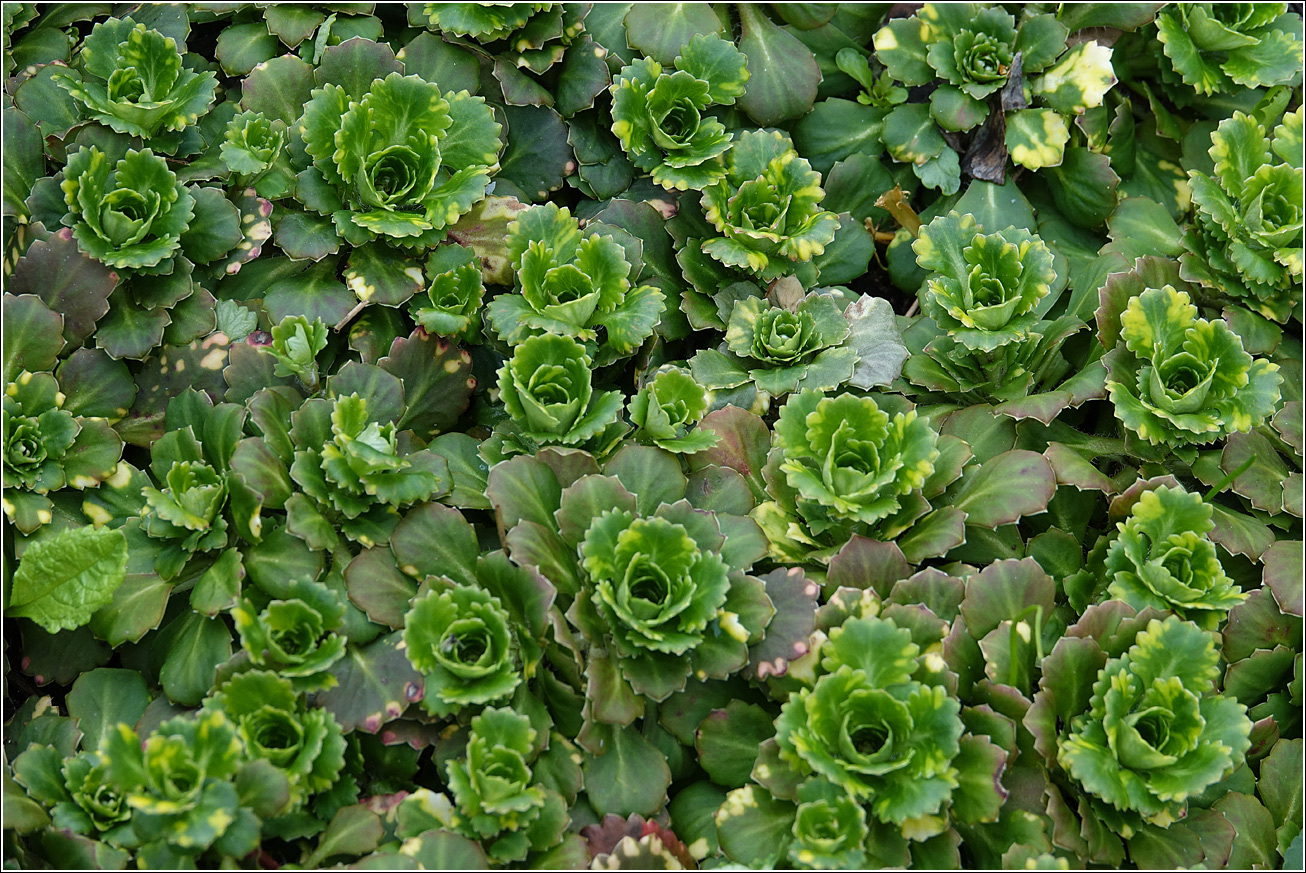 Изображение особи Saxifraga umbrosa.