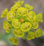 Euphorbia agraria
