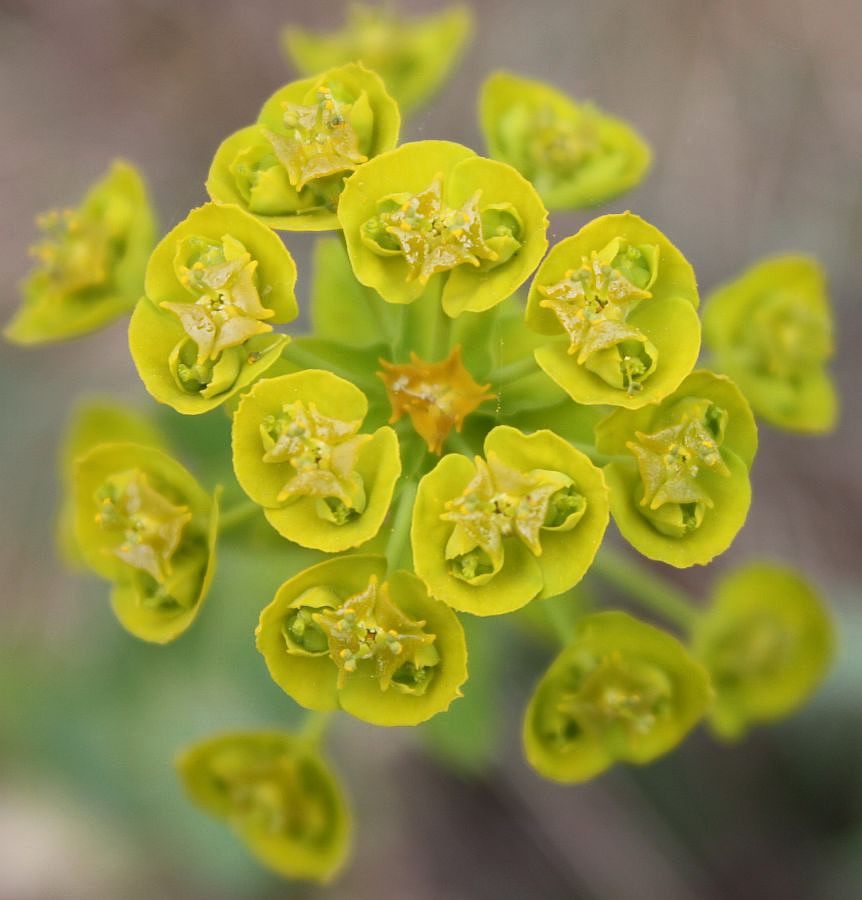 Изображение особи Euphorbia agraria.