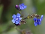 Cynoglossum capusii