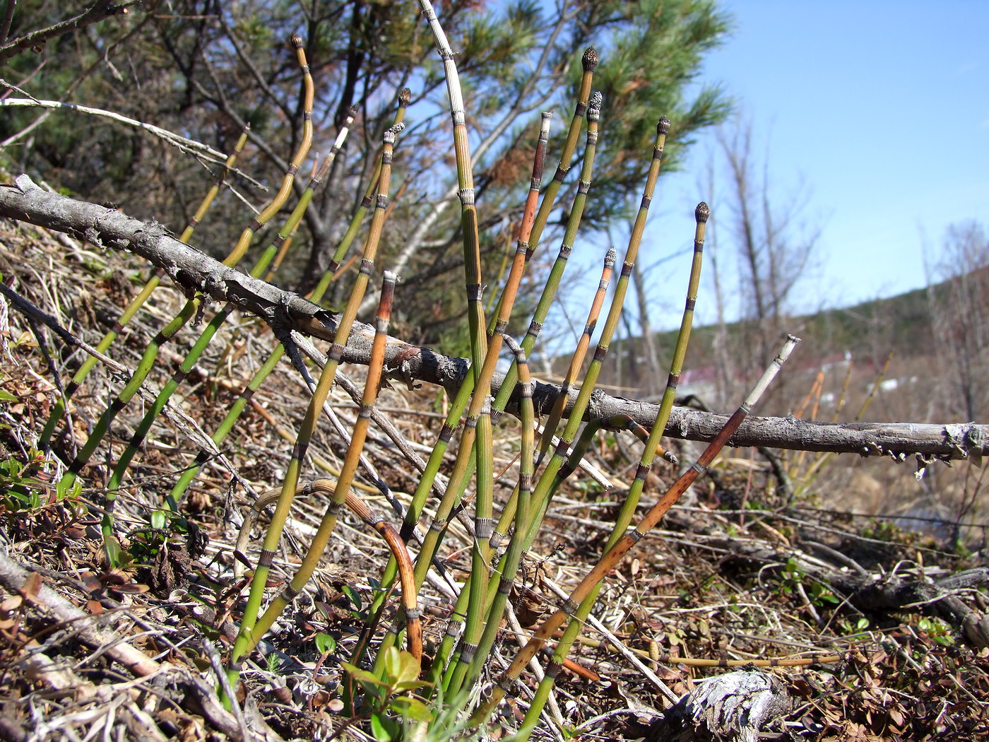 Image of Equisetum hyemale specimen.