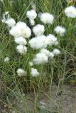 Eriophorum &times; medium