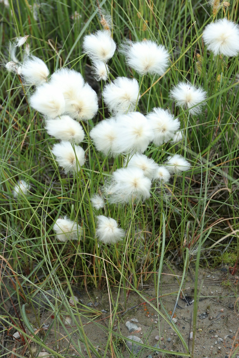 Image of Eriophorum × medium specimen.