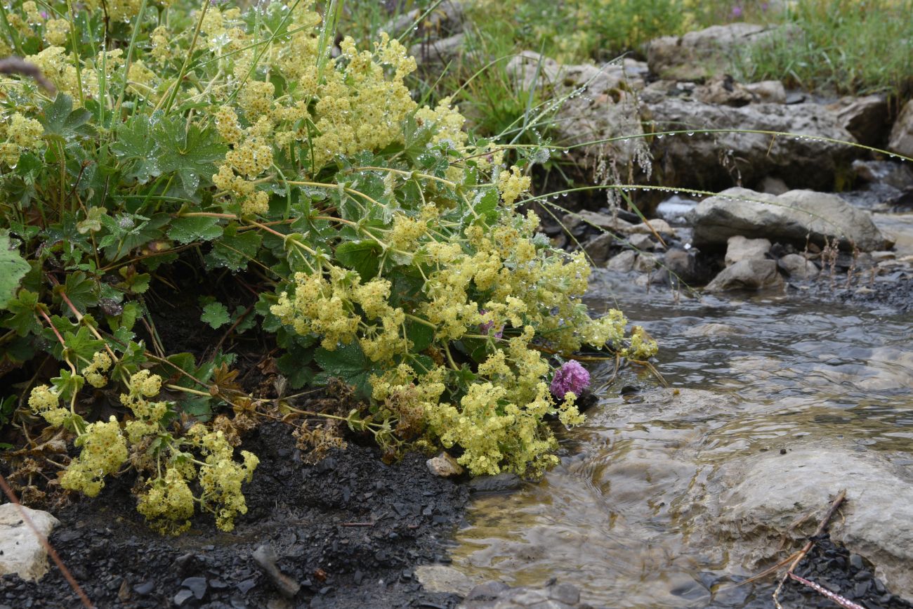 Image of genus Alchemilla specimen.