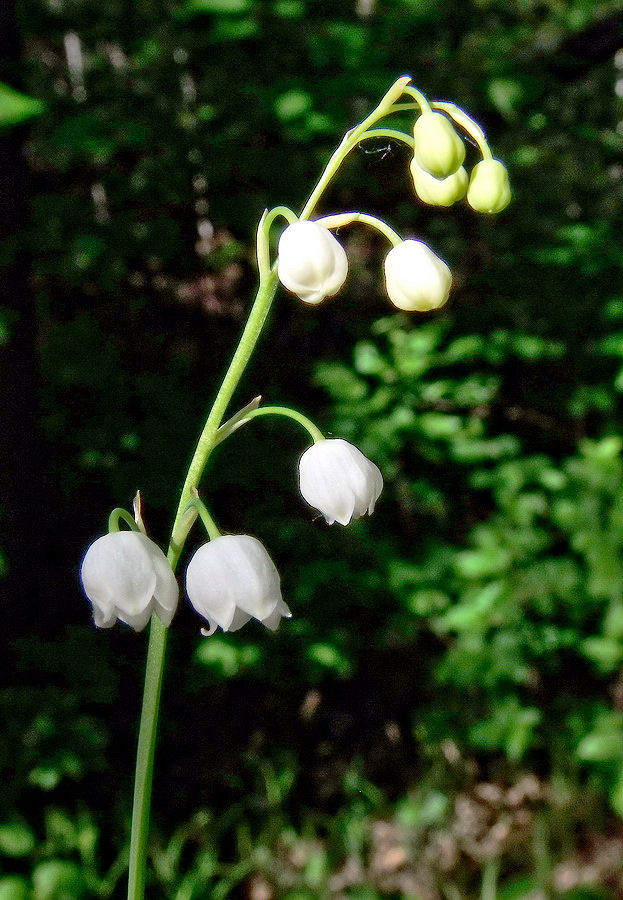 Изображение особи Convallaria keiskei.