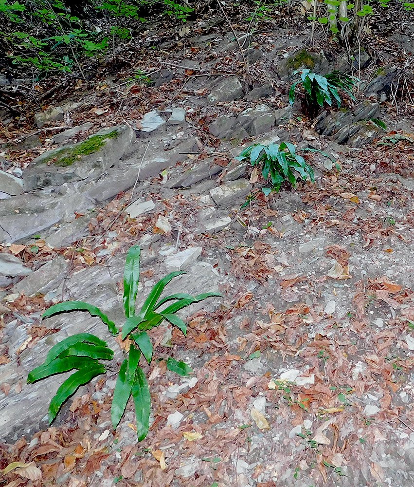 Изображение особи Phyllitis scolopendrium.