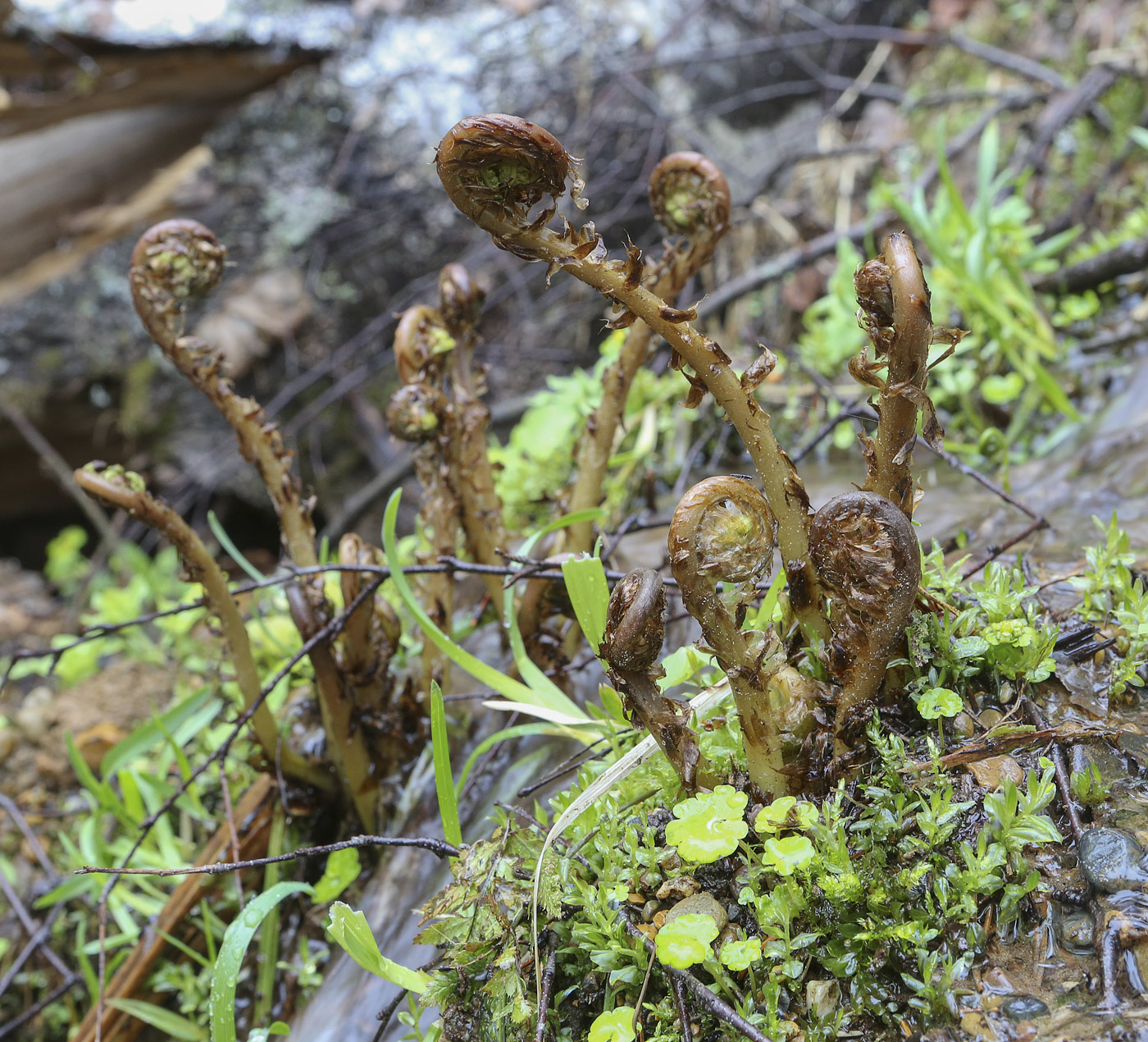 Image of division Polypodiophyta specimen.