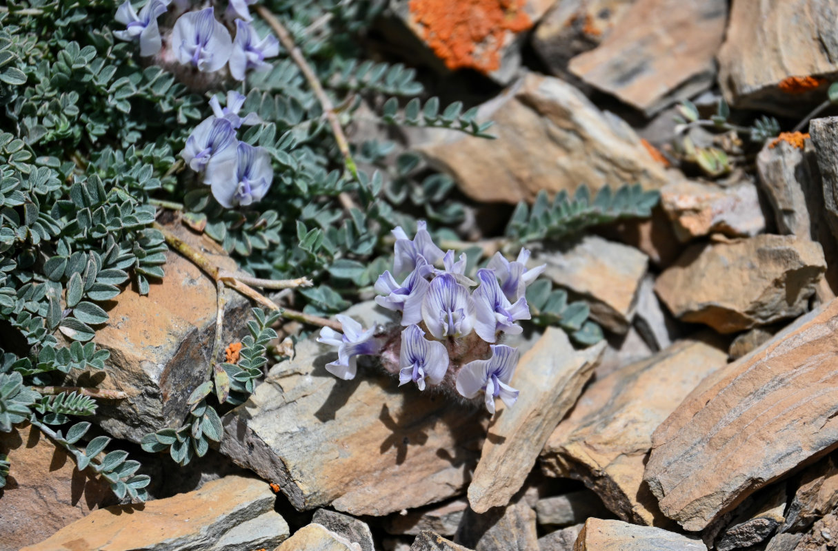 Image of Astragalus nivalis specimen.