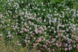 Trifolium ambiguum