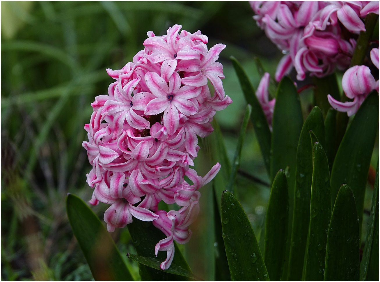 Image of Hyacinthus orientalis specimen.