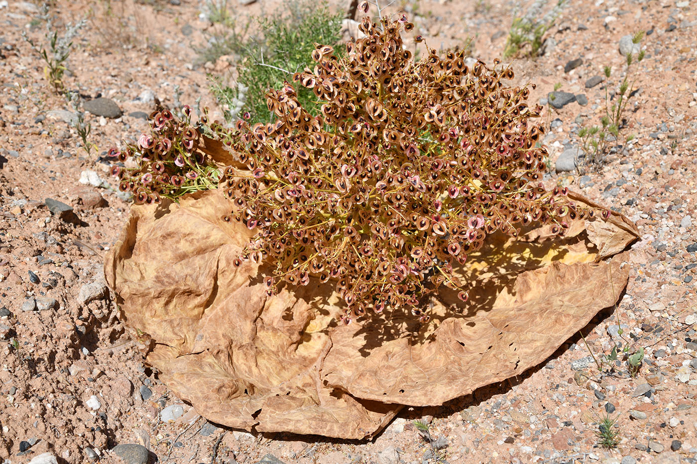 Image of Rheum turkestanicum specimen.