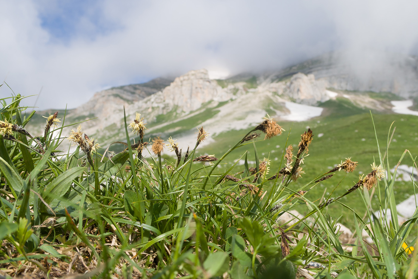 Image of genus Carex specimen.