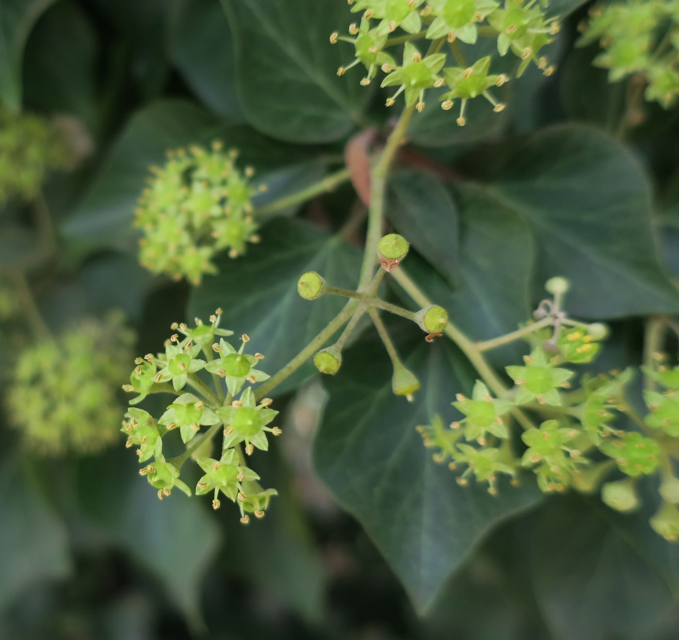 Image of Hedera helix specimen.