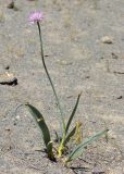 Allium carolinianum