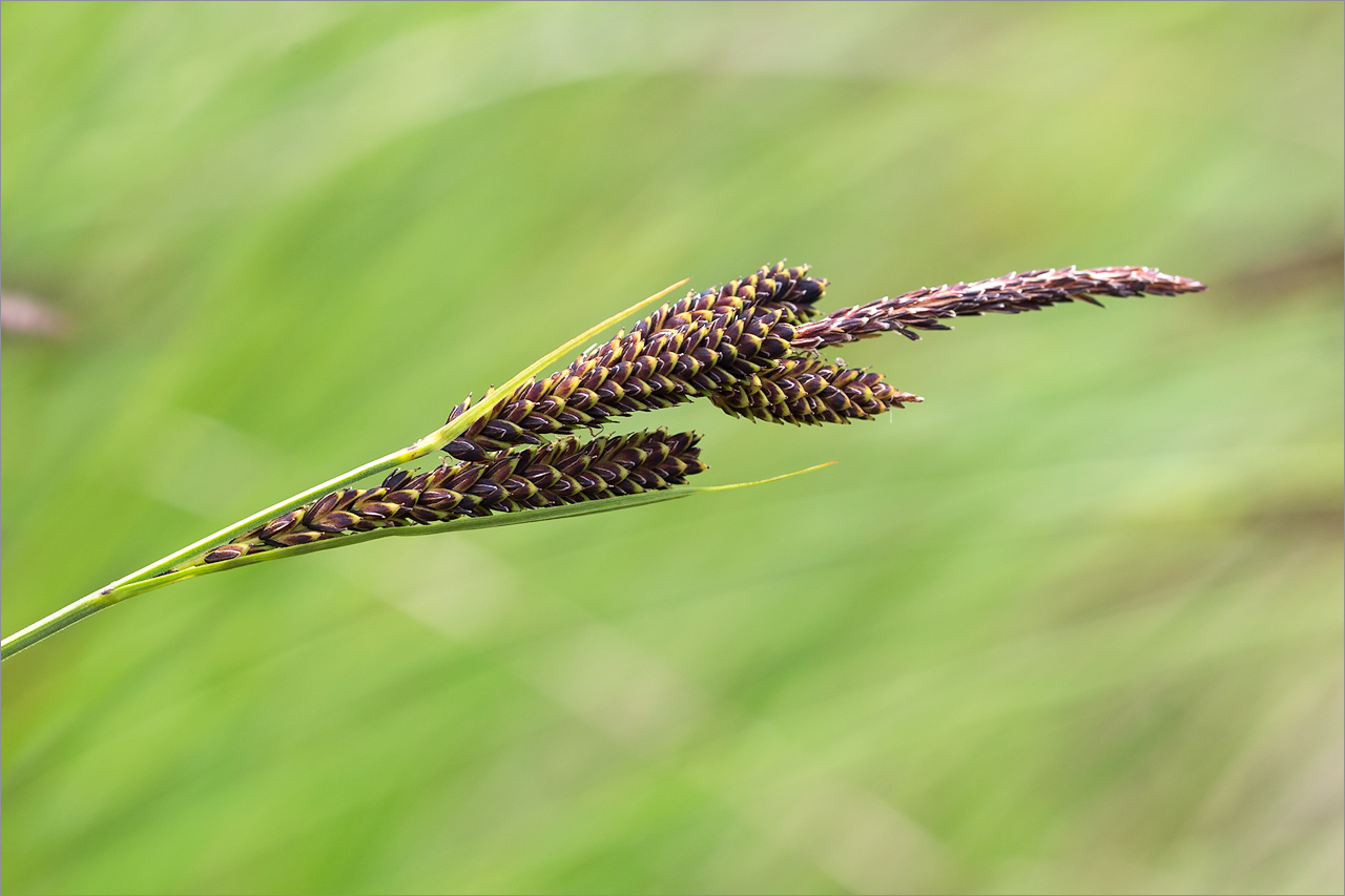 Image of Carex juncella specimen.
