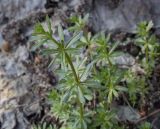 Galium mollugo