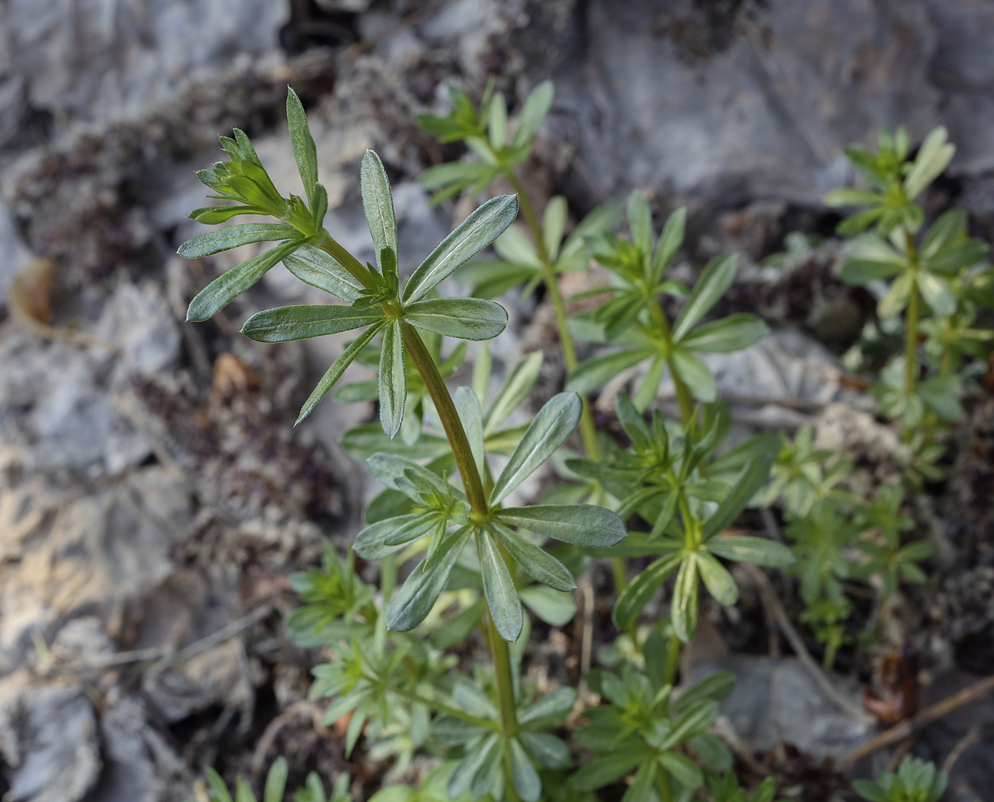 Изображение особи Galium mollugo.