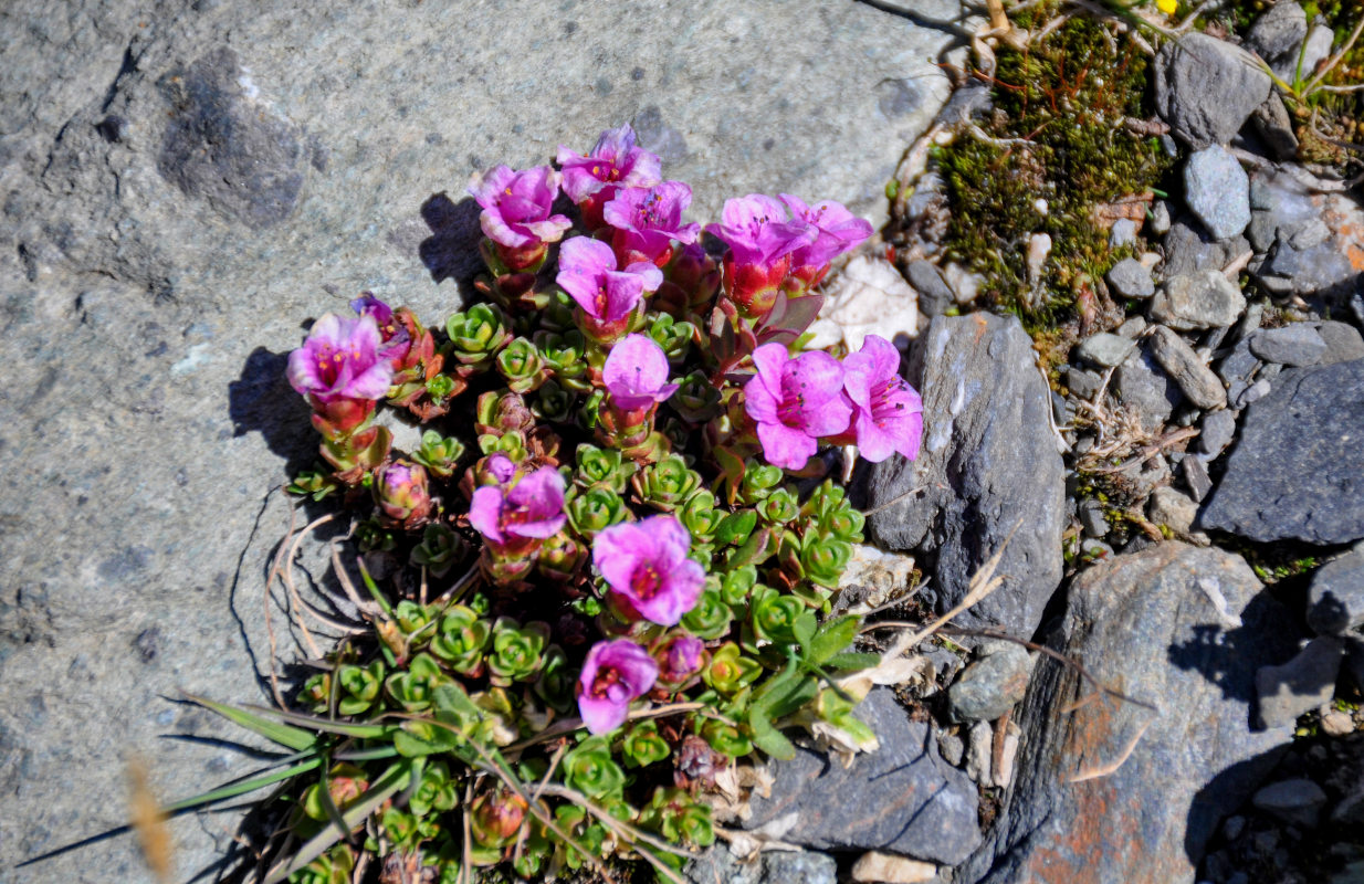 Изображение особи Saxifraga asiatica.