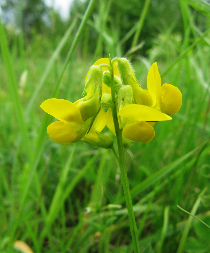 Изображение особи Lathyrus pratensis.