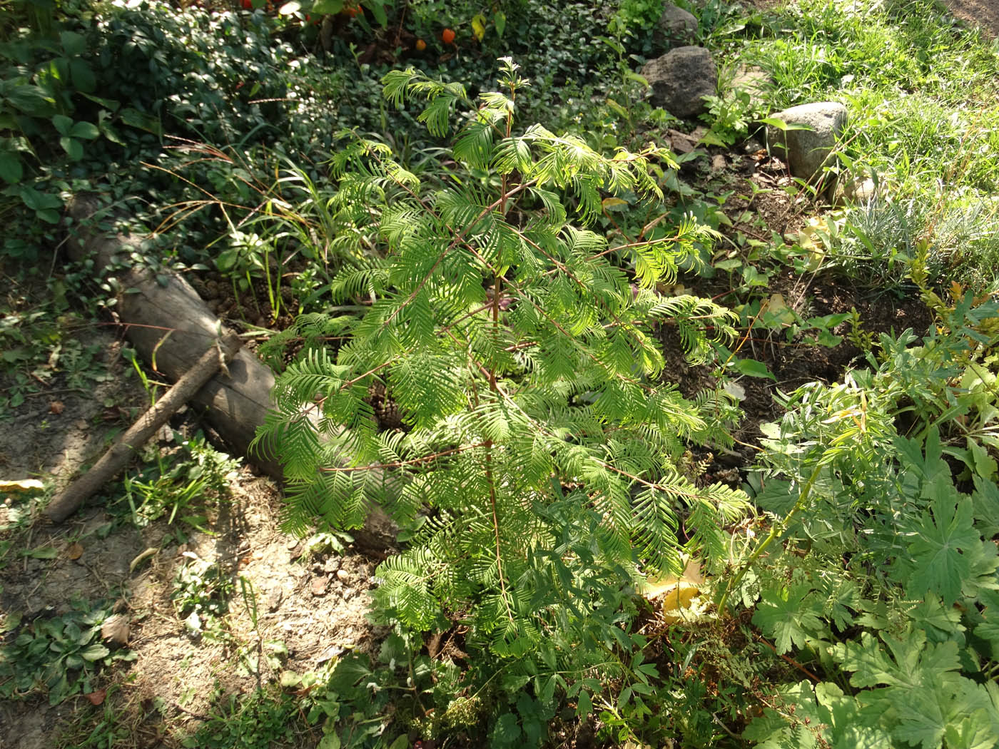 Изображение особи Metasequoia glyptostroboides.