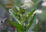 Cirsium setosum