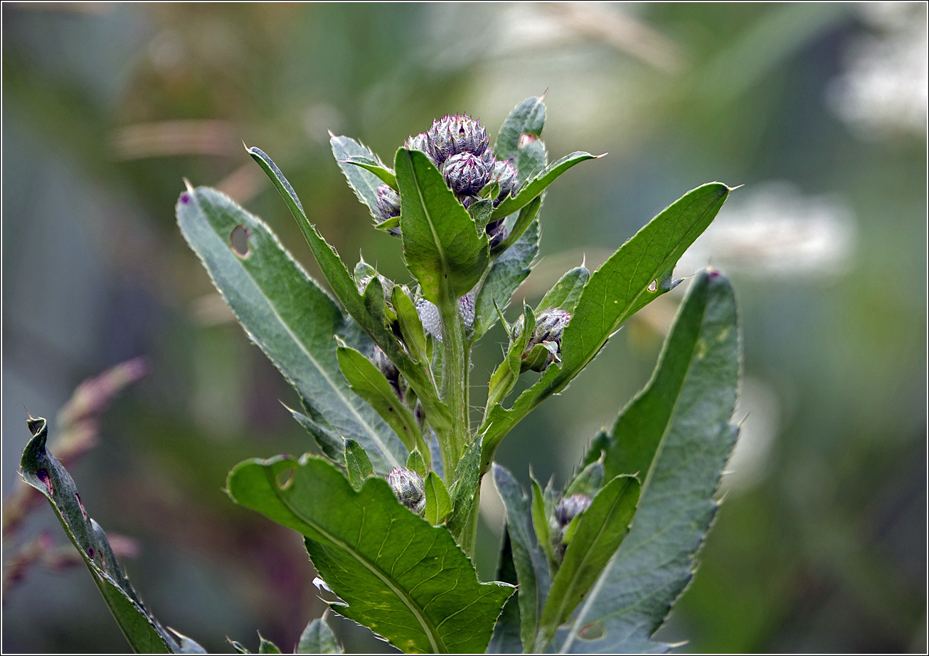 Image of Cirsium setosum specimen.