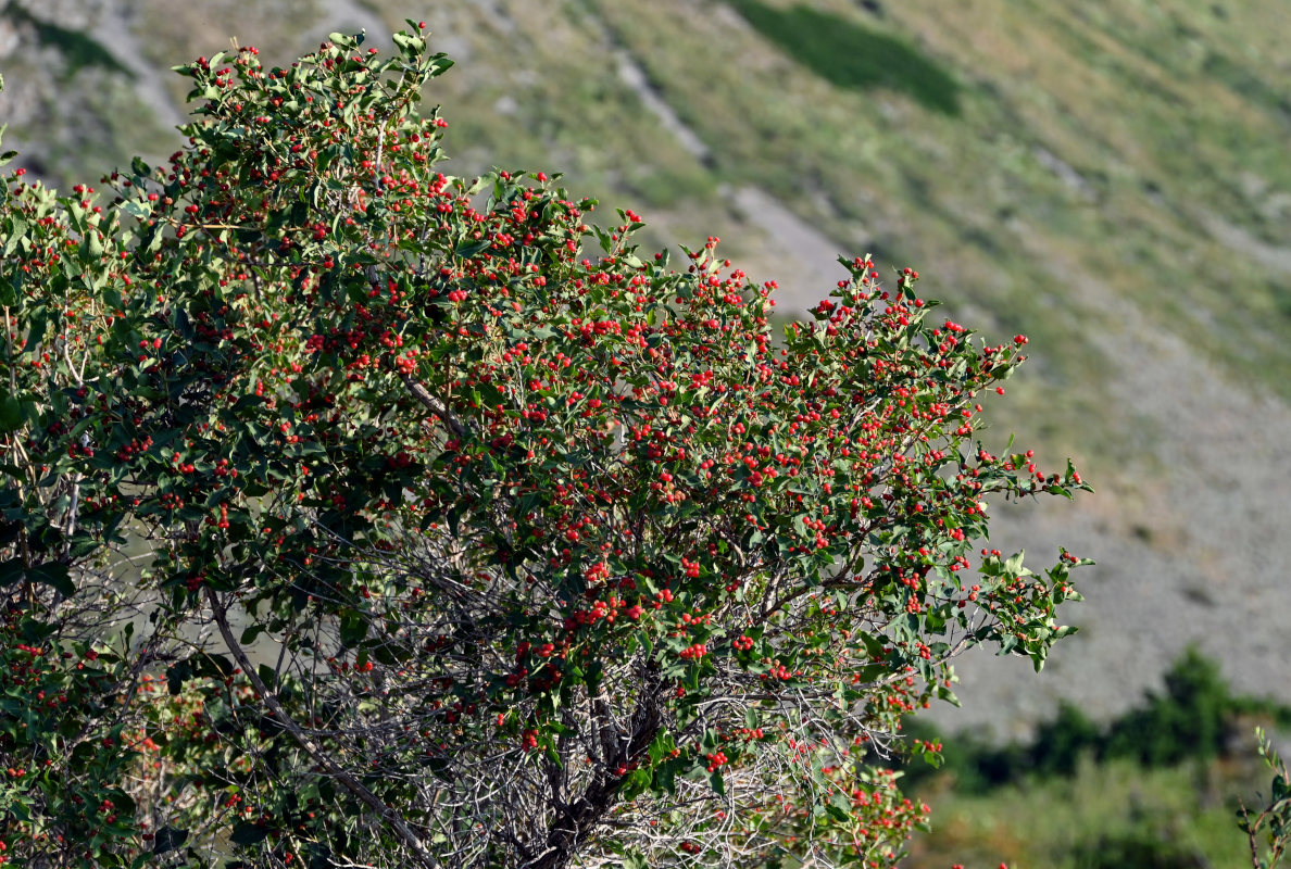 Изображение особи Lonicera tatarica.