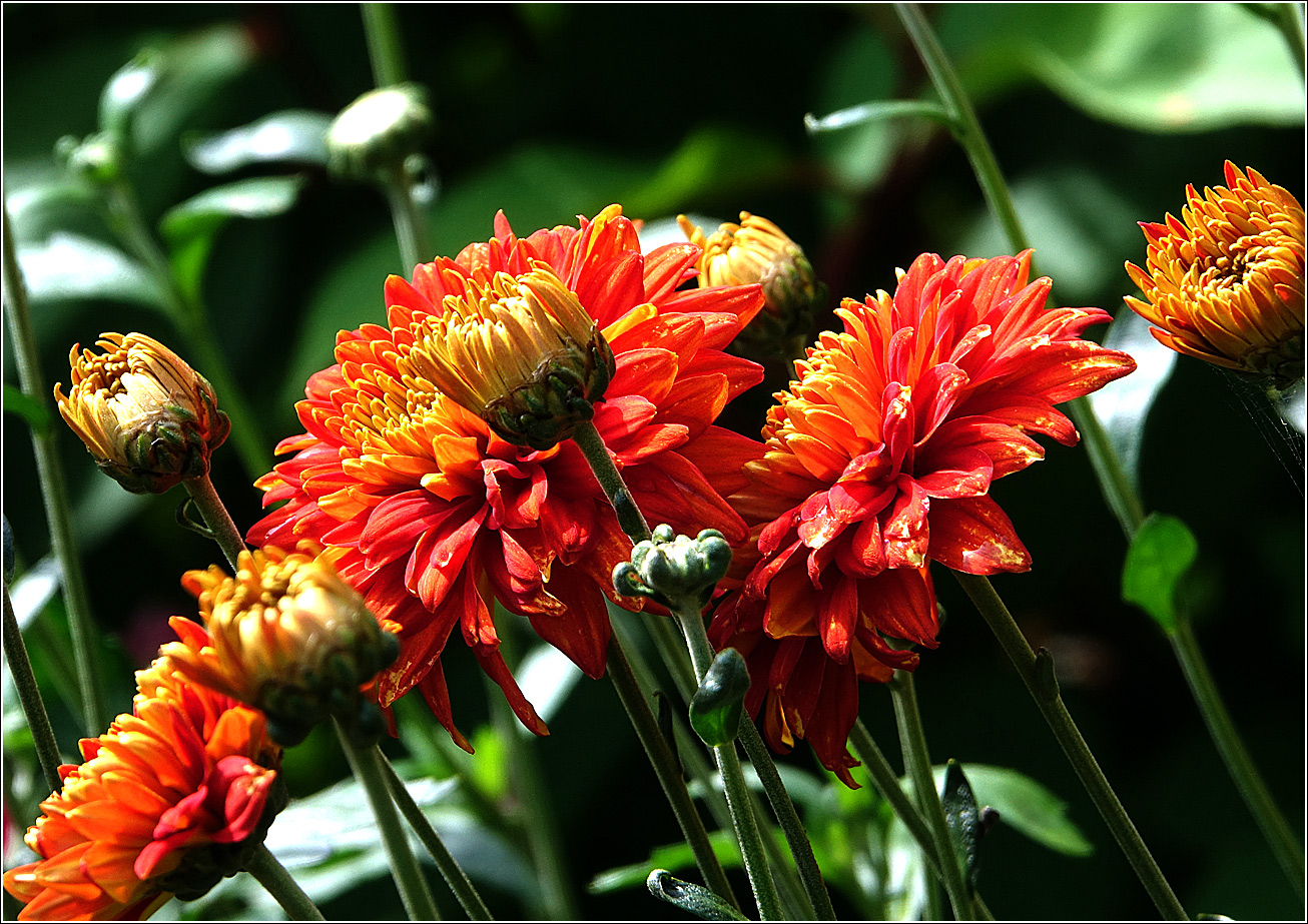 Image of Chrysanthemum indicum specimen.