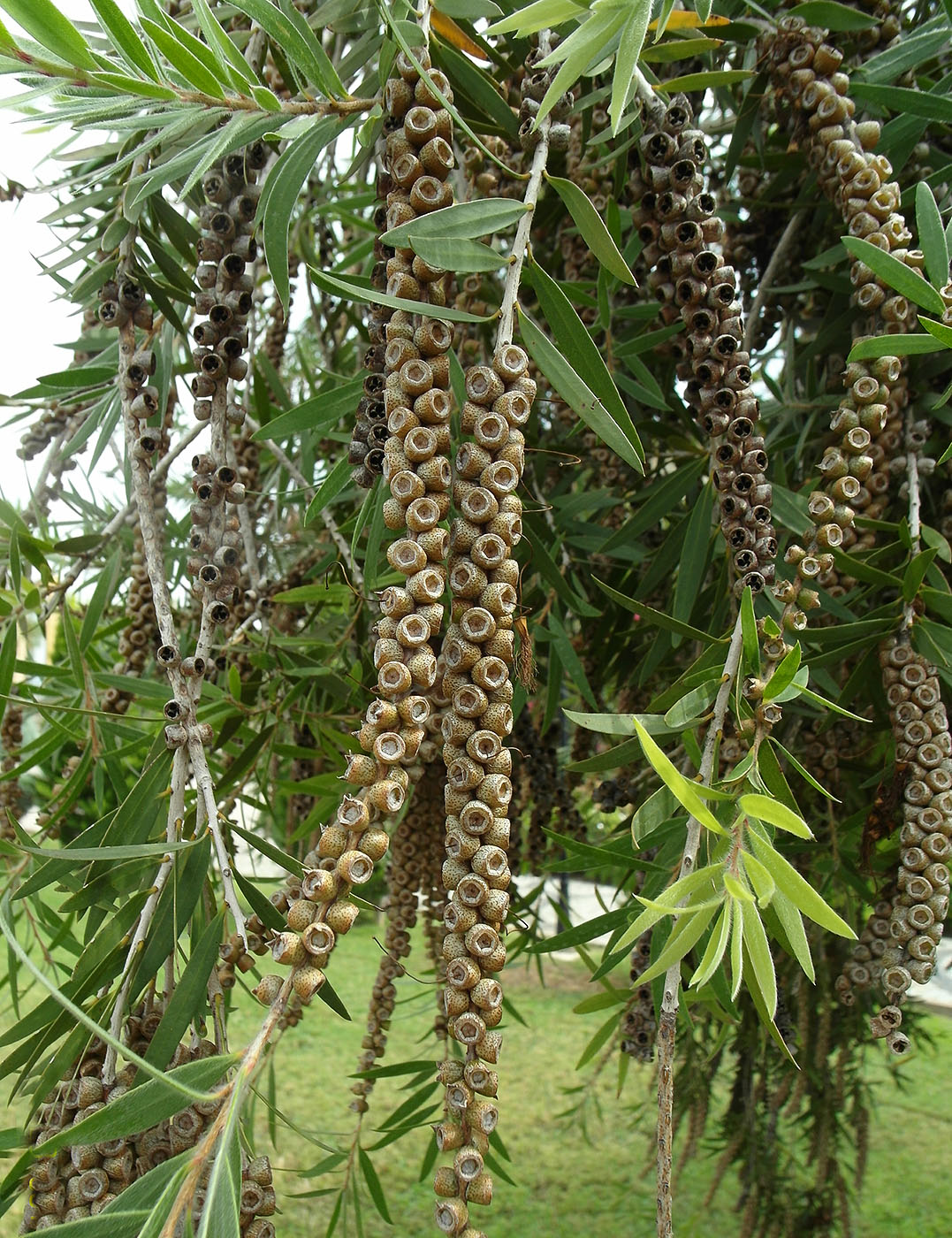 Изображение особи род Callistemon.