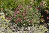 Potentilla divina