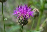 Centaurea ossethica. Соцветие. Чечня, Итум-Калинский р-н, ур. Цой-Педе, ≈ 1200 м н.у.м., каменистый участок лугового склона. 27.07.2022.