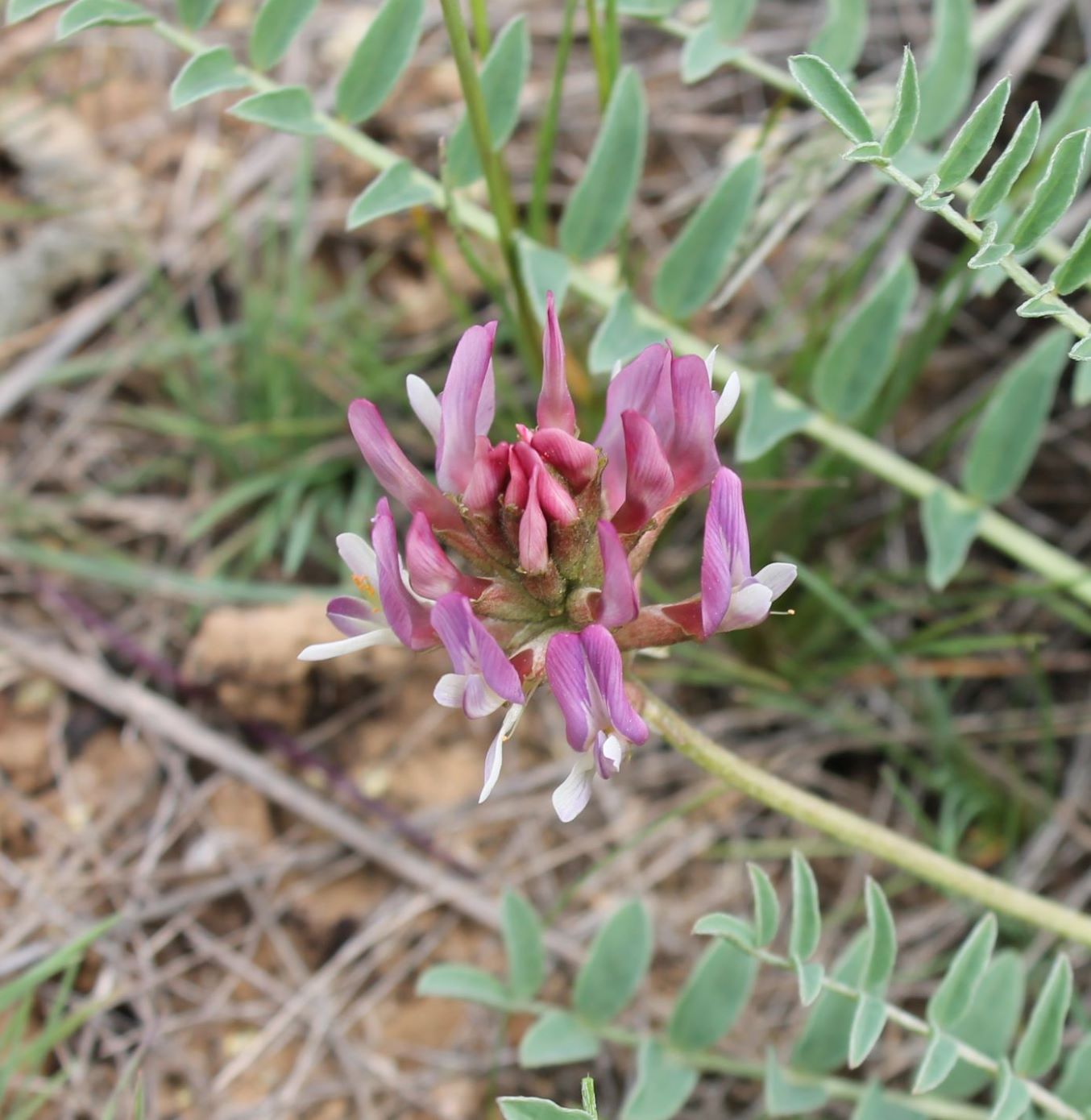 Изображение особи Astragalus physodes.