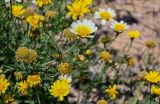 Glebionis coronaria