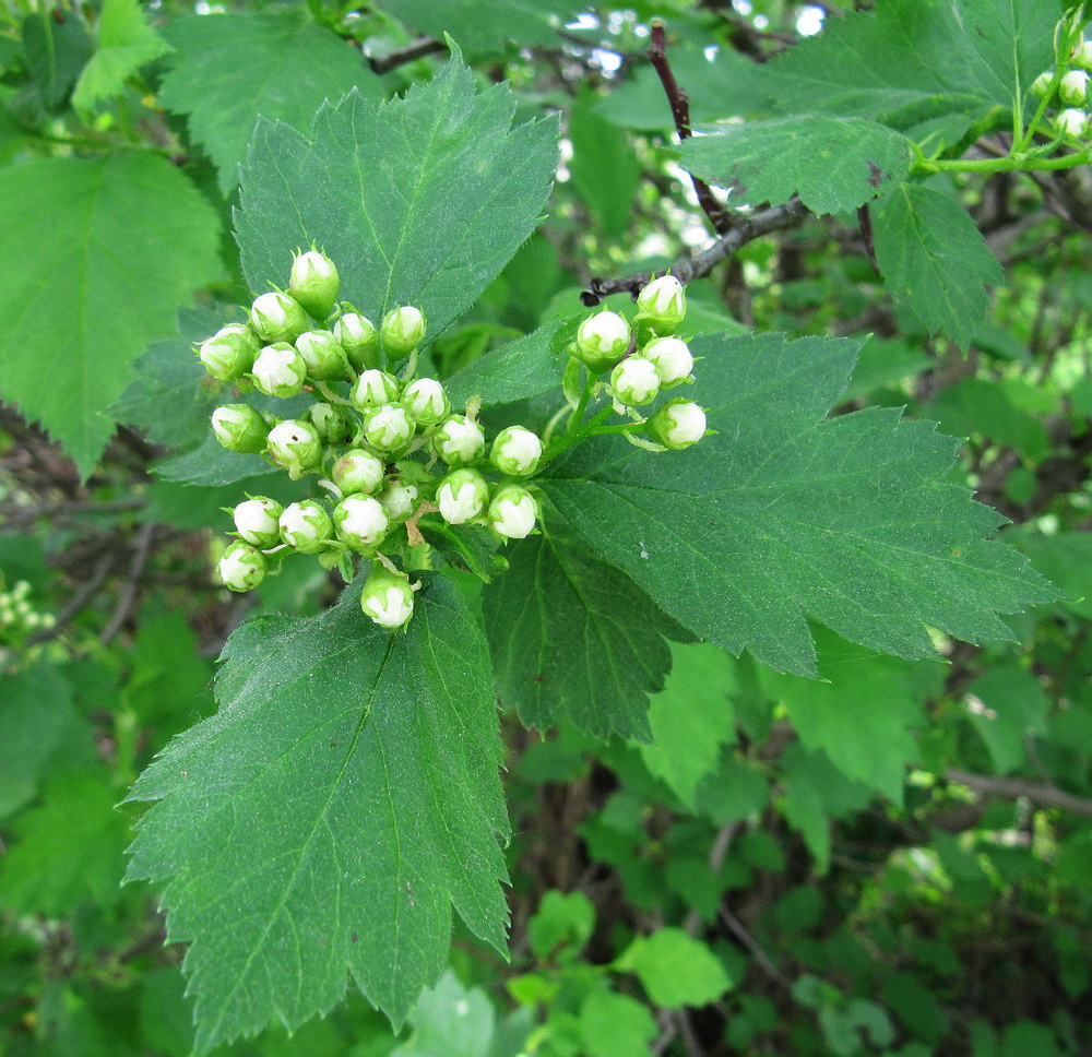 Image of Crataegus sanguinea specimen.