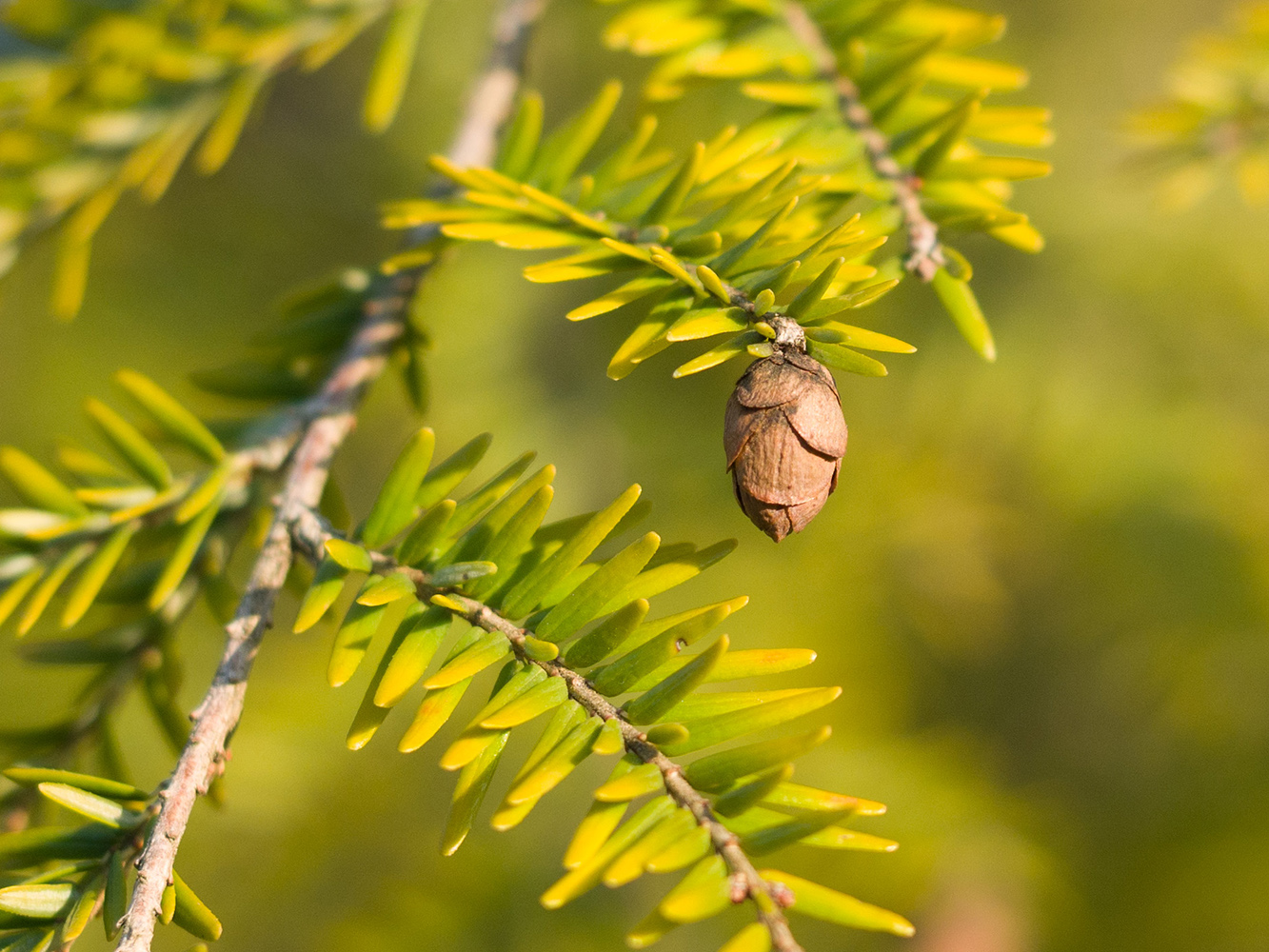 Изображение особи Tsuga canadensis.