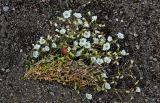 Cerastium regelii