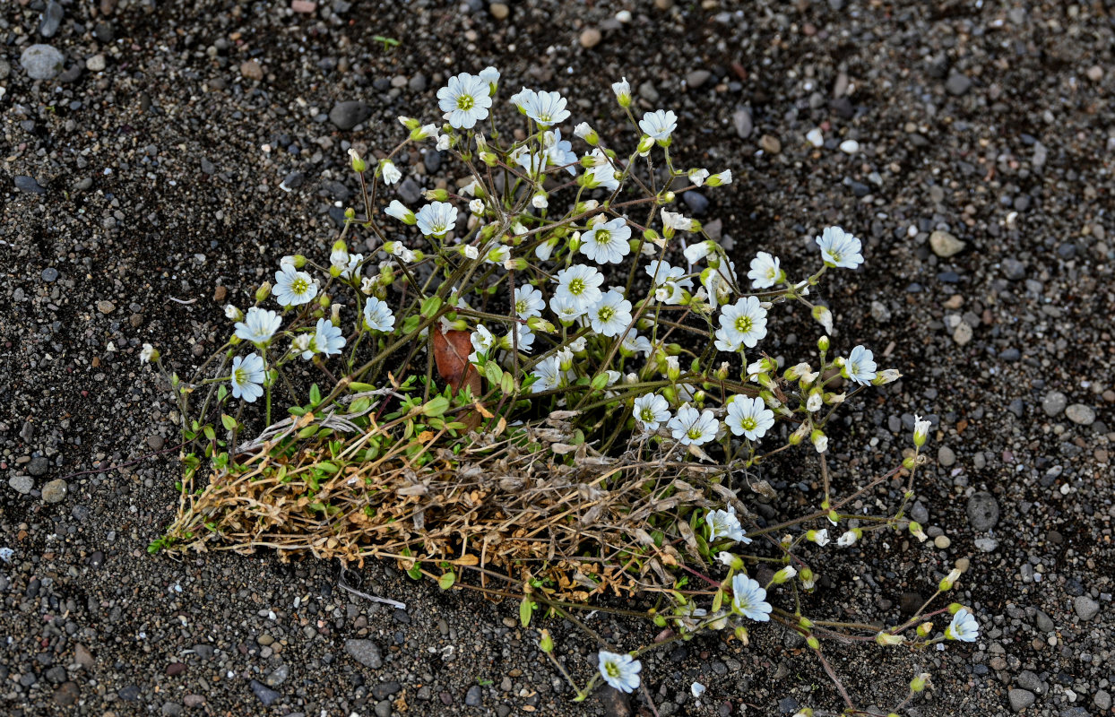 Image of Cerastium regelii specimen.