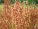 Rumex acetosella. Верхушки цветущих побегов. Магаданская обл., Ольский р-н, окр. пгт Ола, пойма р. Ола, песчаная коса. 26.08.2017.