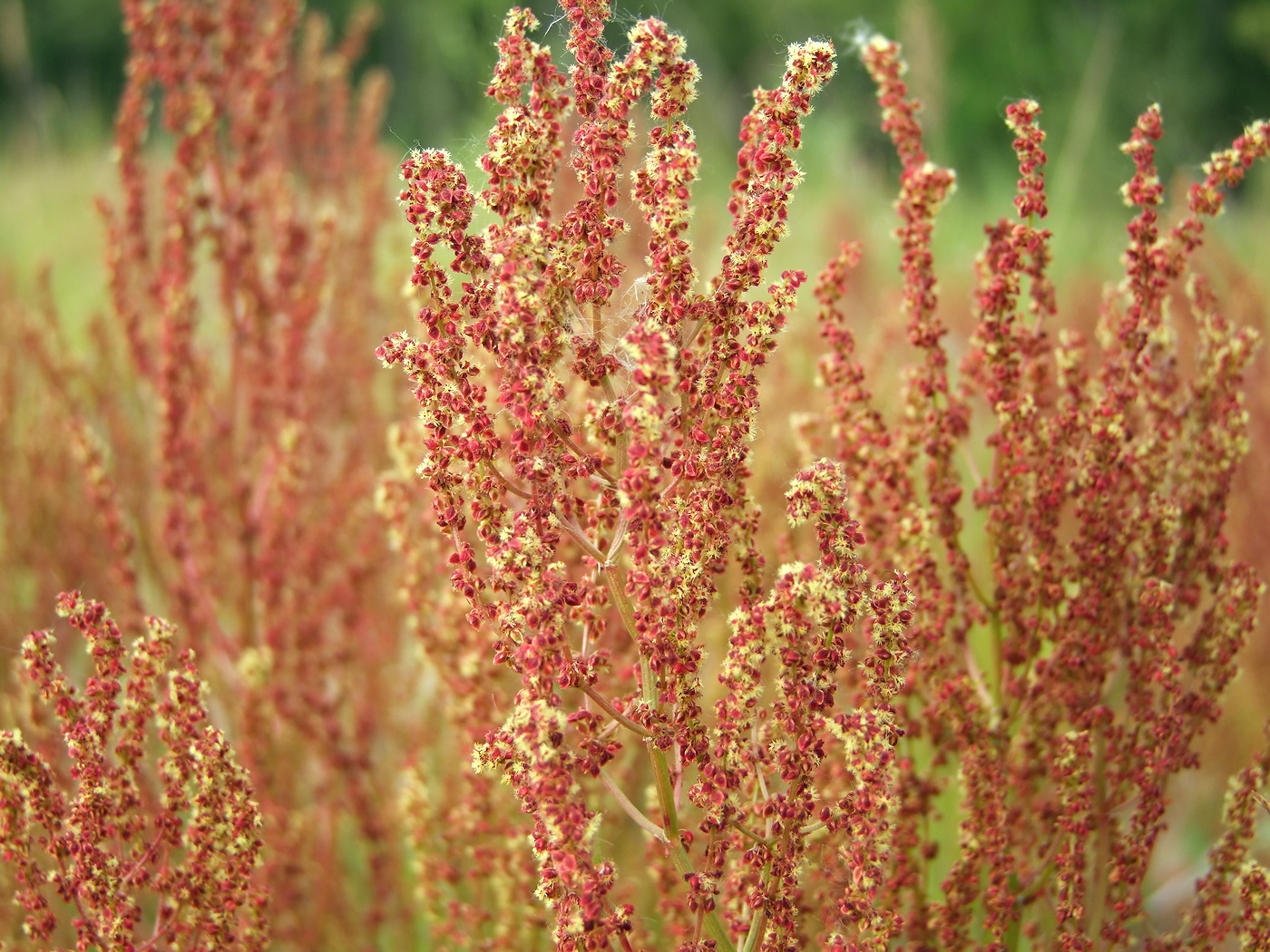 Image of Rumex acetosella specimen.