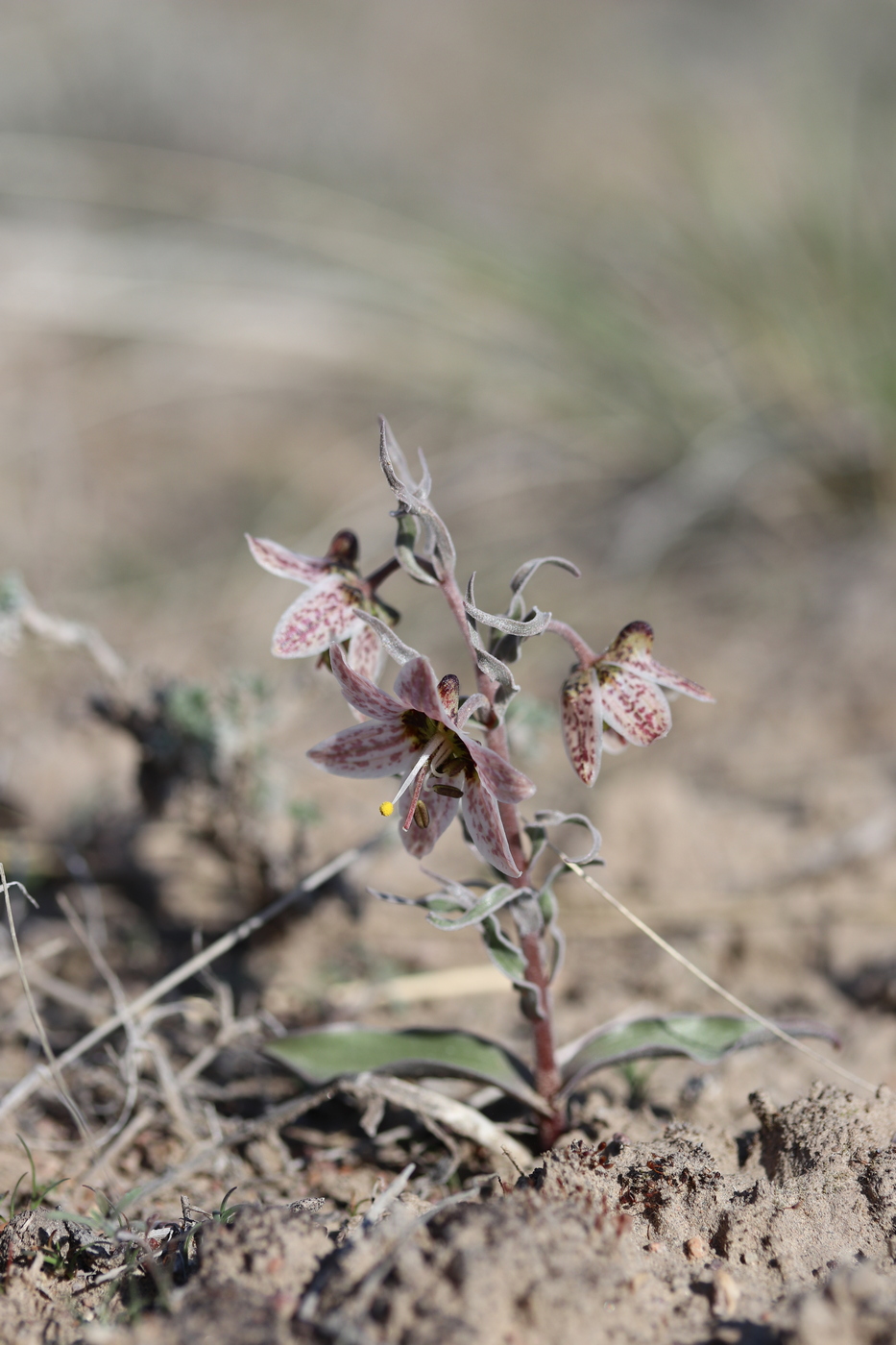 Image of Rhinopetalum karelinii specimen.