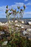 Cirsium vulgare. Цветущее и плодоносящее растение. Киргизия, Иссык-Кульская обл., окр. с. Бактуу-Долоноту, песчаный пляж с гранитными валунами. 10 августа 2022 г.