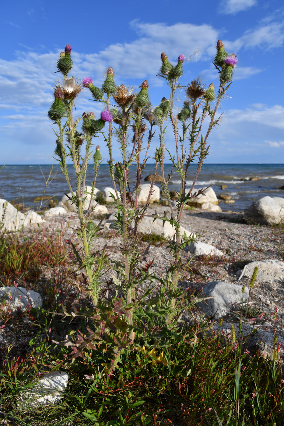 Image of Cirsium vulgare specimen.