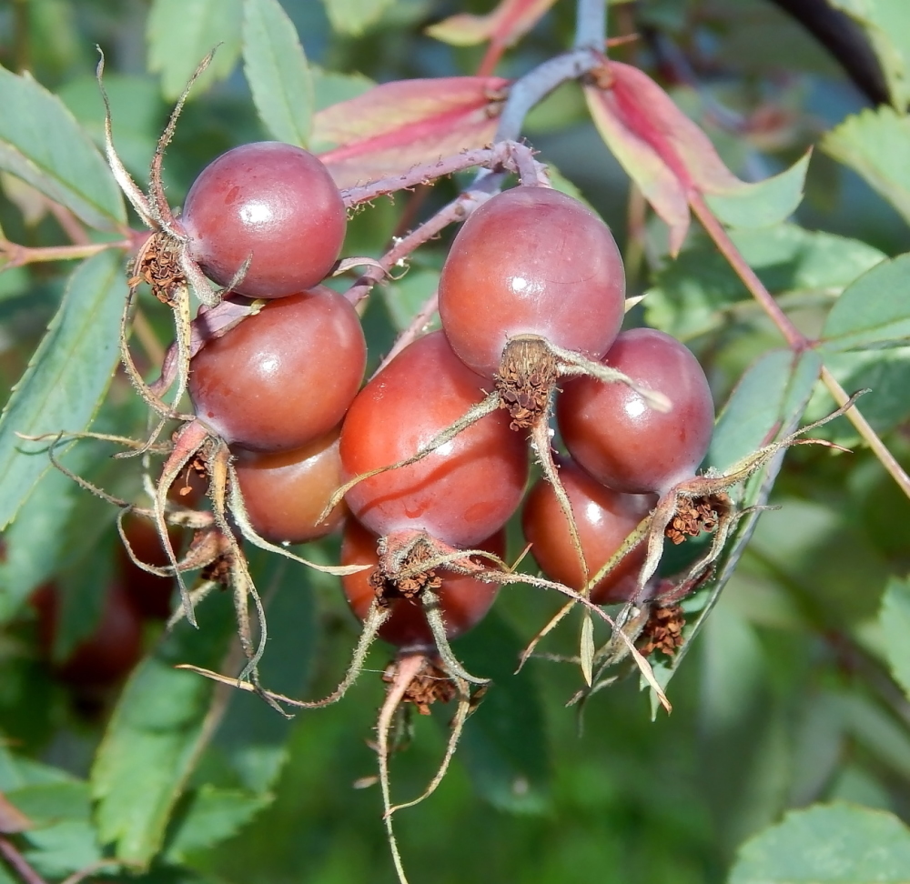 Image of Rosa glauca specimen.